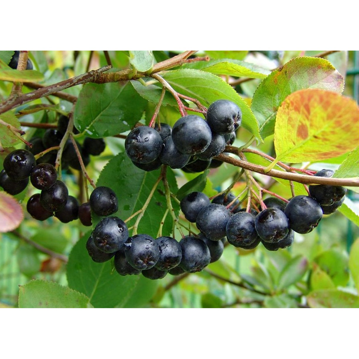 Svartaronia – Aronia melanocarpa - 80-100 CM RB